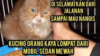 Astagfirullah Kucing Mahal terpisah Dari Pemiliknya Lompat Dari Mobil Sedan Mewah..!