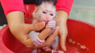 Morning Bathing!! First time to take a bath with warm water for tiny adorable Luca