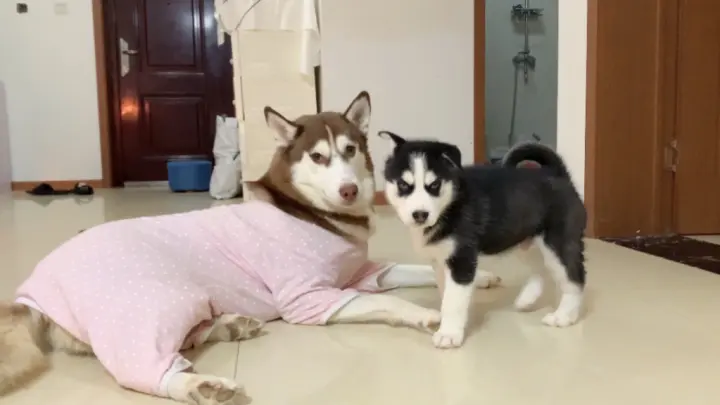 [Pets] Huskys Gave Birth To Babies Just For Playing With Them