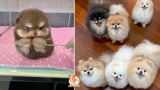 Absolutely Gorgeous Mini Pomeranian Funny and Cute Pomeranian Videos 9 CuteVN