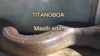 Titanoboa