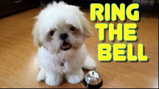 Cute Shih Tzu Puppy Finally Learns How To Ring The Bell & Get The Treat