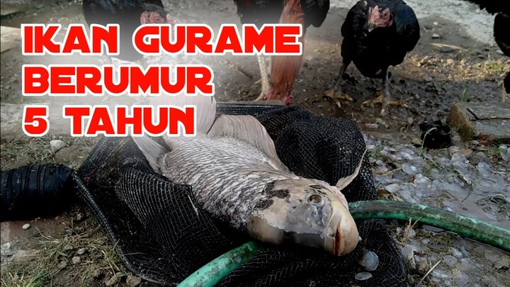 PANEN IKAN GURAME BERUSIA 5 TAHUN