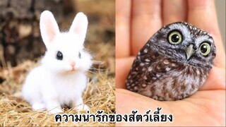 เพื่อนตัวน้อย สัตว์เลี้ยงแสนซน : ความน่ารักของสัตว์เลี้ยง