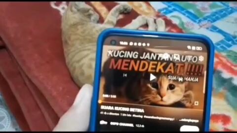 Nge-Prank si Oyen