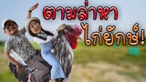 ตามล่าหาไก่ยักษ์บราห์ม่า X Thai Exotic Channel EP.178
