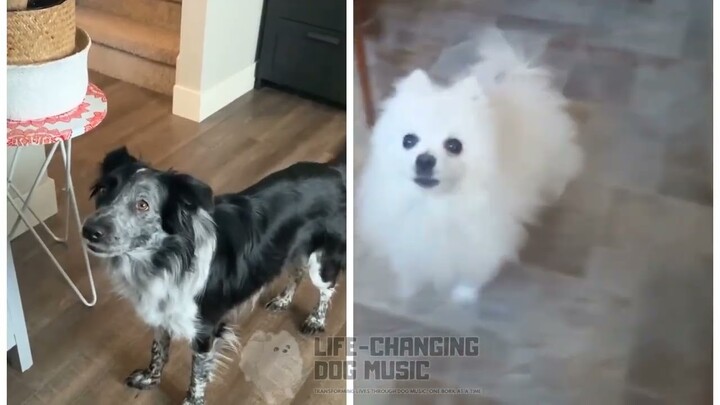 One Last Kiss but Dogs Sung It (Dogs Version Cover)