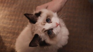 [Meng Yanchen x Ning Shu | Lalang] His Cat [Sweet Cookie Extra]