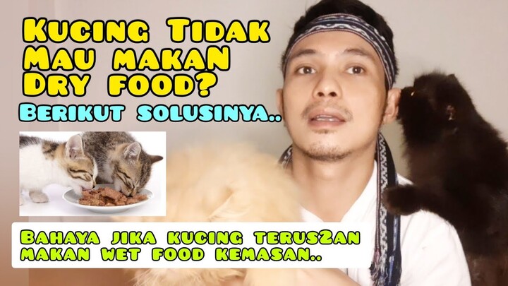 KUCING TIDAK MAU MAKAN DRY FOOD - Cara Agar Kucing Mau Makan Dry Food - Kebiasaan Makan Wet food