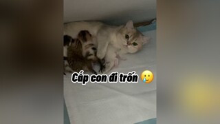 Chuyên mục cắp con đi nơi nơi 🥲  cat mèo cute