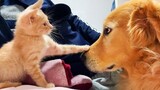 Funny CATS And DOGS Awesome Friendship - They're Best Friends