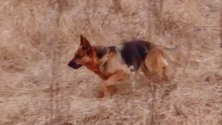 The dog scolded the sheep after finding it