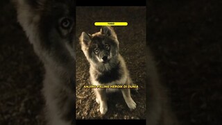 Anjing paling heroik di dunia #alurfilm #film #alurceritafilm