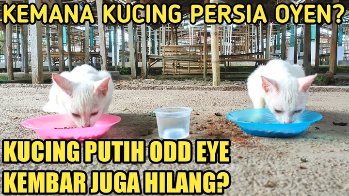HILANG KEMANA KUCING ODD EYE KEMBAR DAN KUCING PERSIA OYEN?