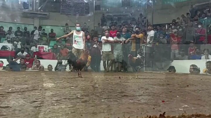 Troy gamefarm, Antipolo coliseum