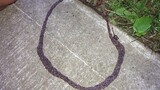 神农架“千脚蛇”被人发现，“分开为虫，合则为蛇”