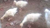 kegiatan pagi di kampung halaman pertengkaran ayam yg di lerai angsa putih