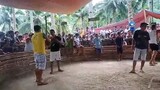 Manok na pula