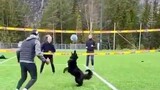 That dog is a PRO!!! | RANDOM VOLLEYBALL 🏐🏐🏐