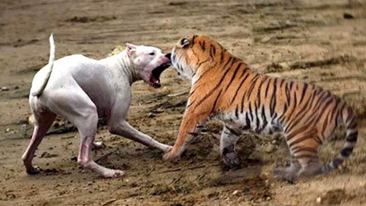 比特犬挑衅老虎，却被老虎一招锁喉送其归西，老虎：哪来的自信！