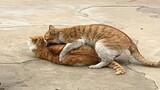 [Động vật][Vlog]Mèo cưng cuối cùng cũng tìm được bạn gái