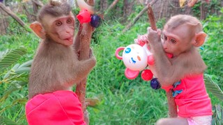 Most Happiness!! Toto & Yaya so happily playing, climbing on the tree together when visiting outside