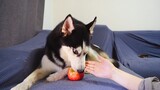 Reaksi Husky Saat Tangan Ditempatkan di Depannya Saat Dia Makan