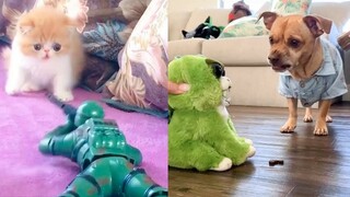 Funny Cat & Dog Reaction to Playing Toy | Toy Reaction Compilation | Cute VN