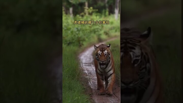 #tiger #shortsvideo  #lakhneet #ashortaday #shorts