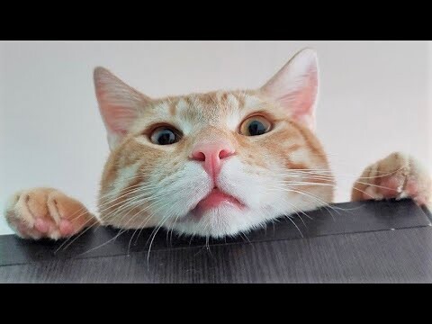 Funny animals - Funny cats / dogs - Funny animal videos 284