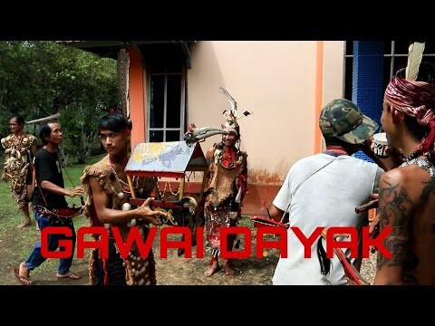 seperti ini lah keunikan gawai adat Dayak di desa kebong mengelilingi desa sambil minum tuak