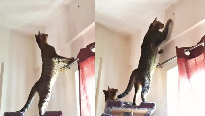 Cats catching intruder! Cats Fail|CatslifePh