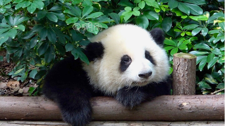 Binatang|Panda Raksasa He Hua dan Qing Zhuyu