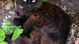 Lots of Cute Pusa Cat Gato Kittens Videos on Bilibili Asia