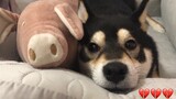 [Shiba Inu] Cobalah Untuk Sentuh Mainan Babi Terus Tanpa Sentuh Anjing