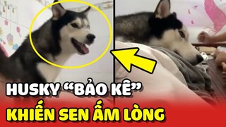 PHẢN ỨNG của chú chó Husky BẢO VỆ chủ khiến Sen ẤM LÒNG 😂 | Yêu Lu