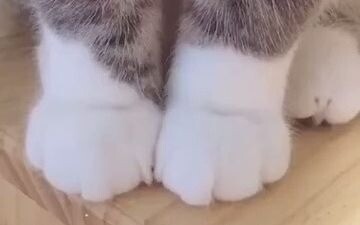 [Movie&TV] The Furry Little Paws of Cats