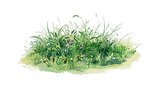 【Painting】Paint one, grass