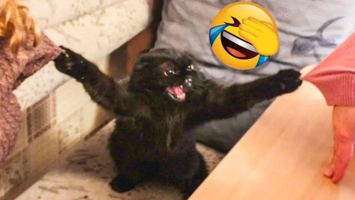 Funny Сats and Kittens That Will Make You Laugh 😹 - Funny Animal's Life