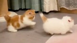 【Cute Pets】Little kitties are so cute!
