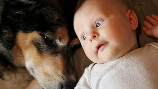 Dogs and Cats Playing with Babies and Kids ตอนที่ 2 - Kids and Pets Funny Fails