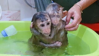 So Cute Both Lovely Lion & Sono Enjoy Bathing To Gether At Noon