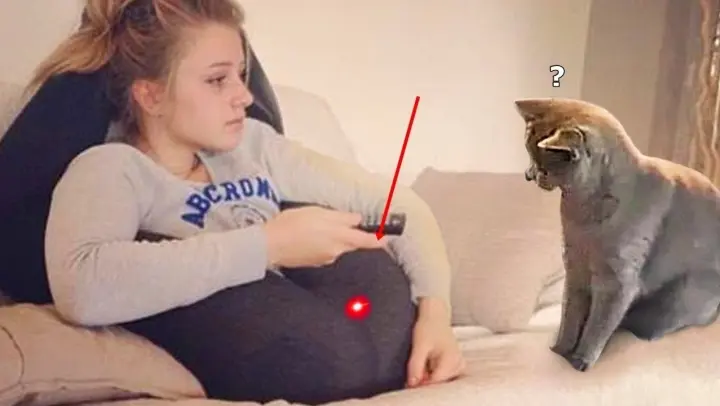 Cat Vs Laser Pointer - Funny Pet Reactions 🥰