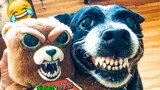 Funniest Dogs And Cats Videos - Funny Animal Videos, Best of the 2021 😃