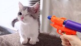 Video Kucing Lucu Banget Bikin Ngakak #35 | Kucing dan Anjing | Kucing Lucu Imut