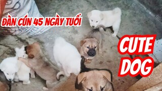 Chó xù Bắc Hà. Những chú cún đáng yêu đã được 45 ngày tuổi.