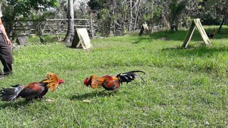 duke hulsey lemon cross at young age vs melsims black...