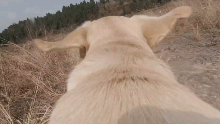 [Cún cưng] Labrador đúng là một khắc cũng không dừng lại được