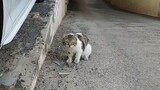 street cat Saudi Arabia