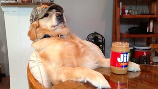 These Golden Retrievers will make you LAUGH ALL DAY LONG 😂